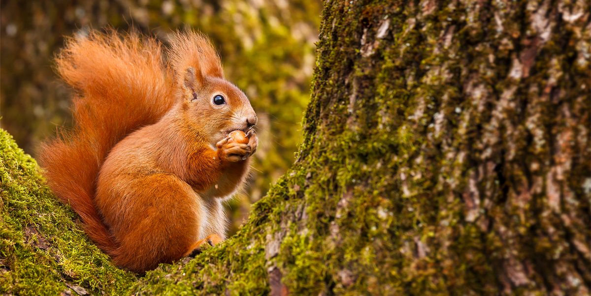 Squirrel Removal