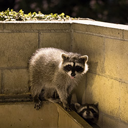 Treasure-Coast Raccoon Removal