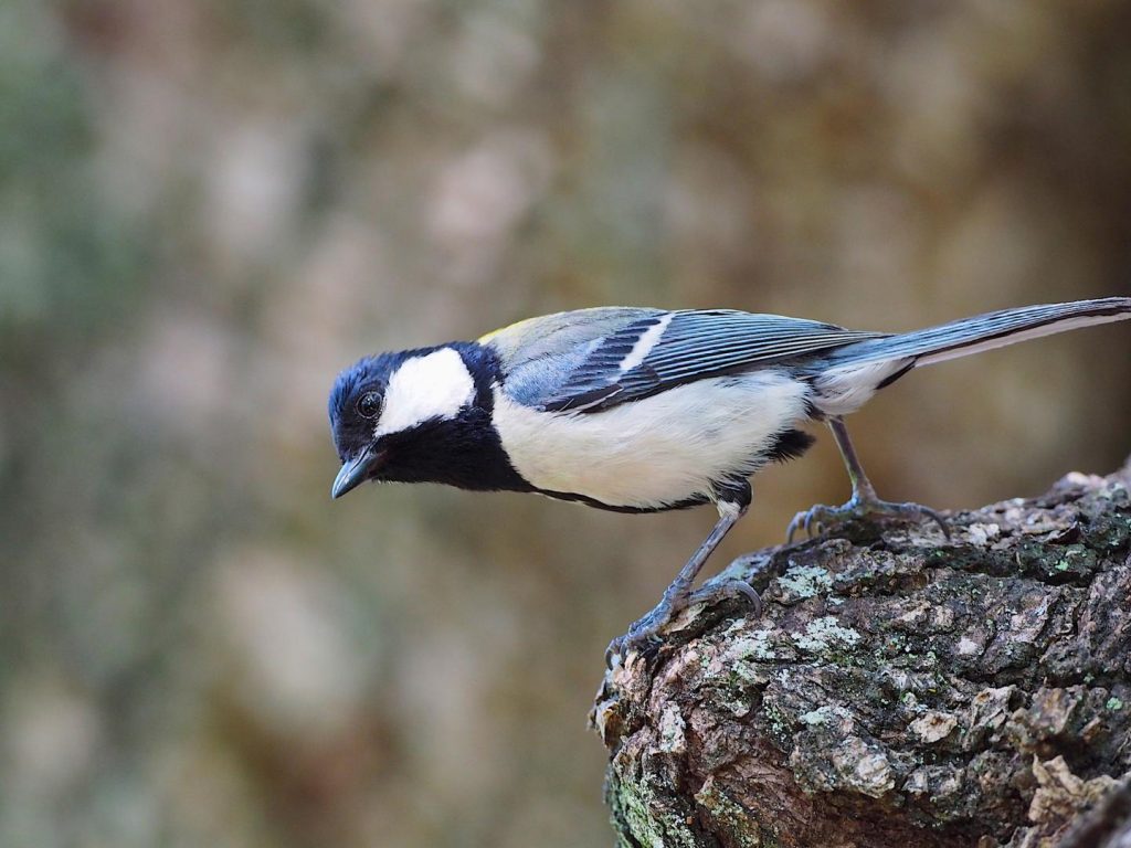 Your Own Singing Bird